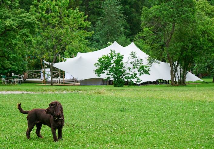 Enjoy the great outdoors with your furry companion under a spacious stretch tent. Our pet-friendly tent rental options allow you to create a comfortable and safe space for your four-legged friend to play and relax while you entertain your guests. Hire our stretch tent with pet-friendly features today!